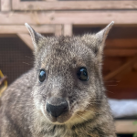 Where’s Wally the Wallaby now? A Tail of Triumph!