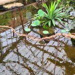 The Tropical Butterfly House (Valentine’s Day 2025)
