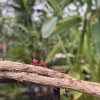 Valentine’s Day at the Tropical Butterfly House