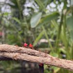 Valentine’s Day at the Tropical Butterfly House