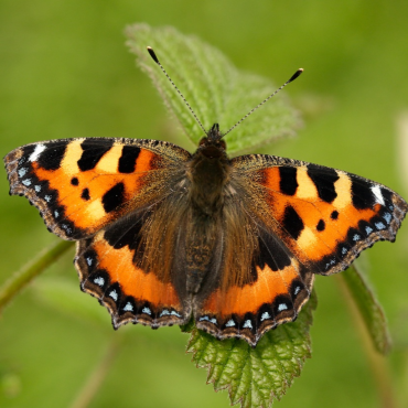 Yorkshire’s butterflies need help – will you join the butterfly rescue mission?