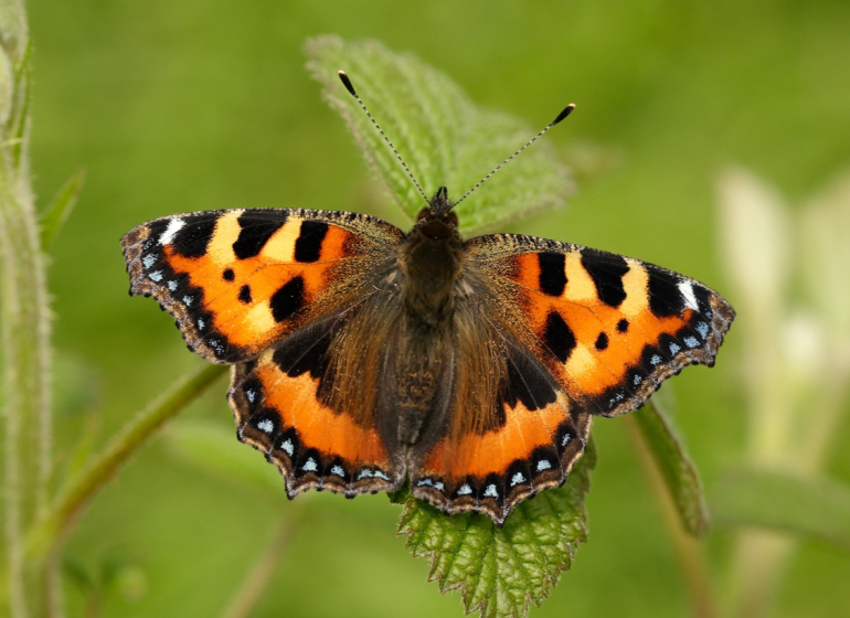 Yorkshire’s butterflies need help – will you join the butterfly rescue mission?