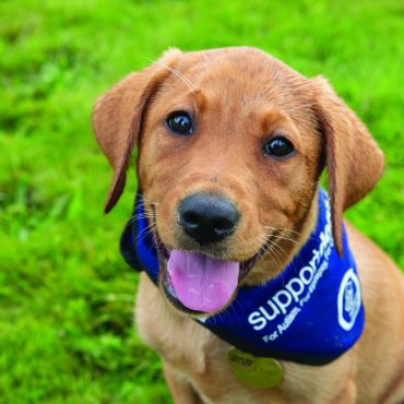 Peter Hook brings Q&A event to Sheffield to boost local charity Support Dogs