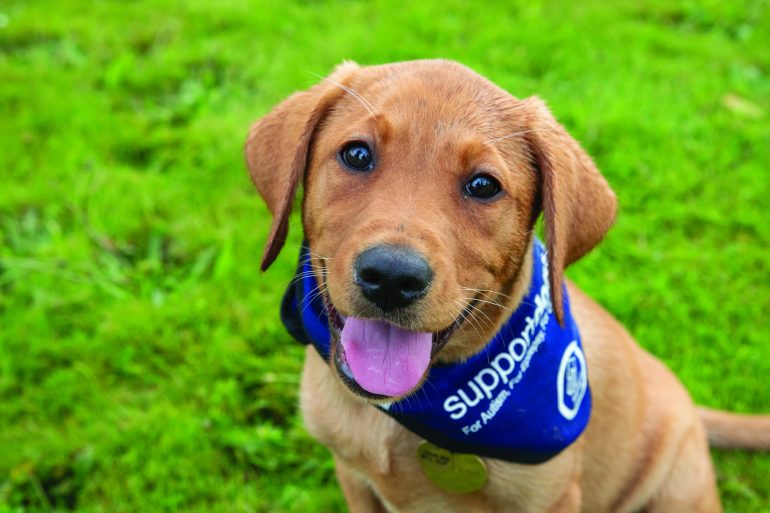 Peter Hook brings Q&A event to Sheffield to boost local charity Support Dogs