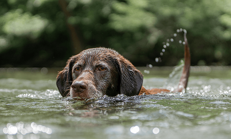 Hot summer sparks blue-green algae warning from vets