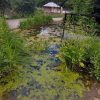 Calling all habitat heroes – we’re going on a bug hunt! Get closer to nature  at the Summer Bioblitz!