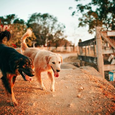 Have a pet with fireworks phobia? Prepare now to prevent injury and distress, urge vets