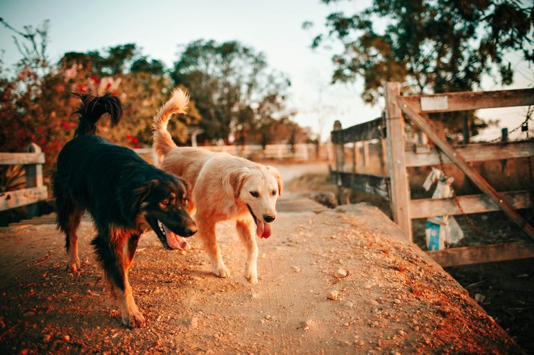 Have a pet with fireworks phobia? Prepare now to prevent injury and distress, urge vets