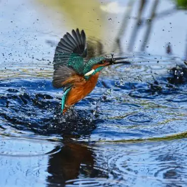 Big Farmland Bird Count 2026