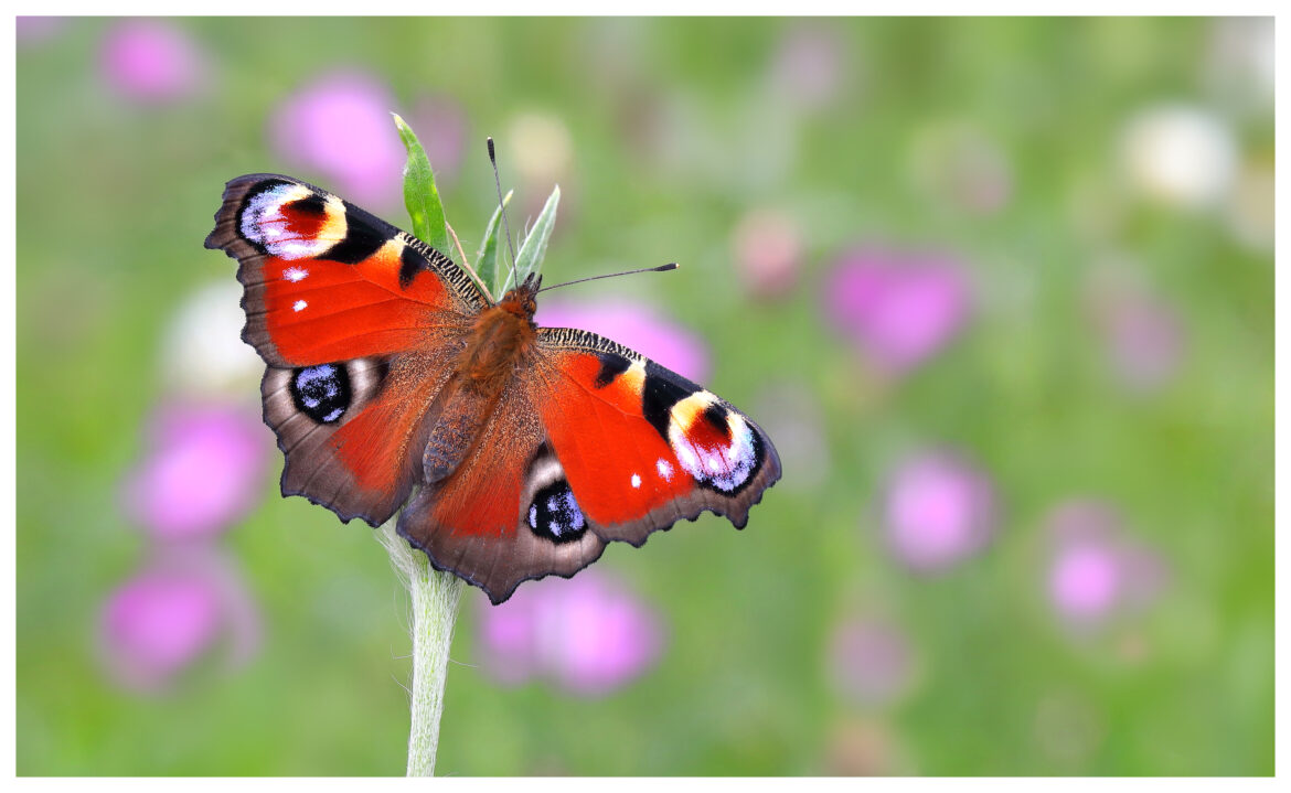 Peacock voted Britain’s Favourite Butterfly in first-ever poll