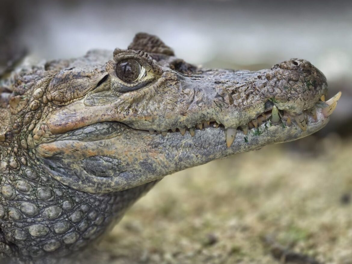Follow the flutter, swing and squawk along the Tropical Treasures trail